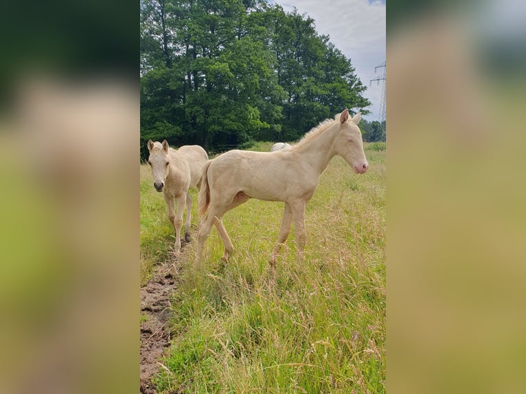 Aztèque Étalon Poulain (05/2026) 157 cm Perle in Rödinghausen