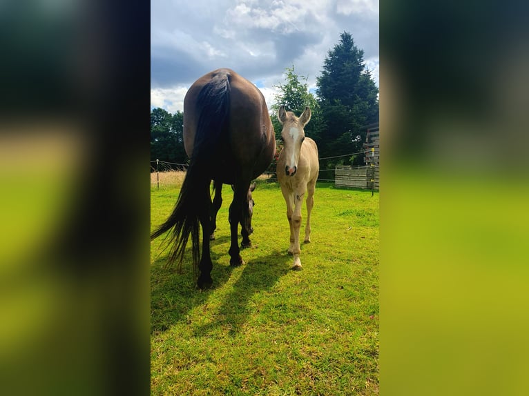 Aztèque Étalon Poulain (05/2024) 158 cm Buckskin in Bünde