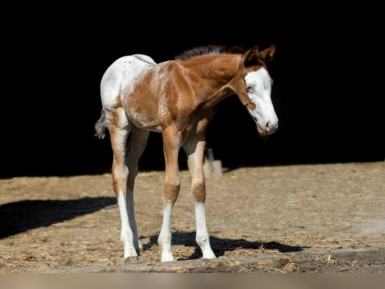 Aztèque Étalon  158 cm Léopard in Geldern
