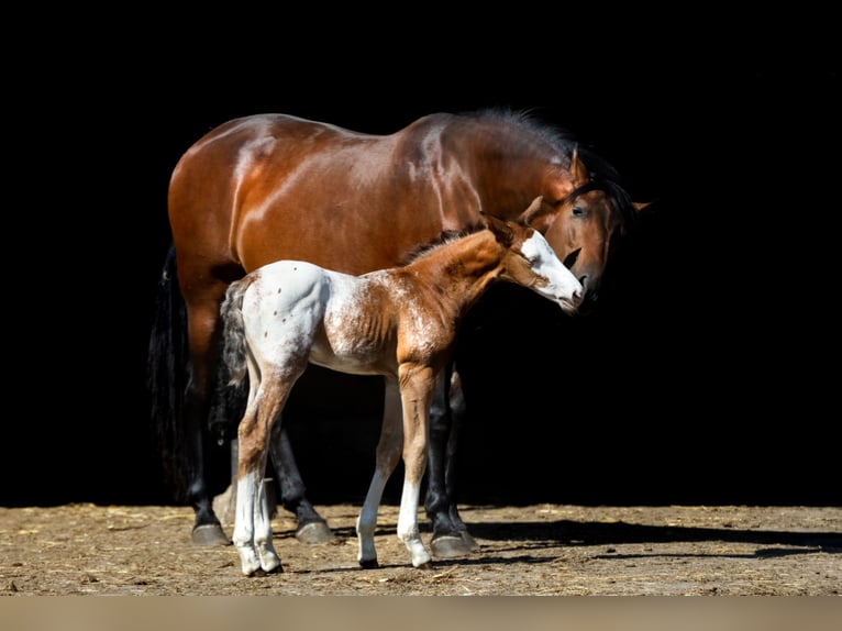 Aztèque Étalon  158 cm Léopard in Geldern