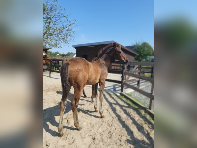 Aztèque Étalon Poulain (04/2024) 163 cm Bai in Rödinghausen