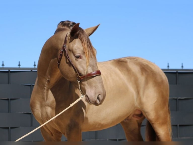 Aztèque Étalon Poulain (05/2026) Perle in Rödinghausen