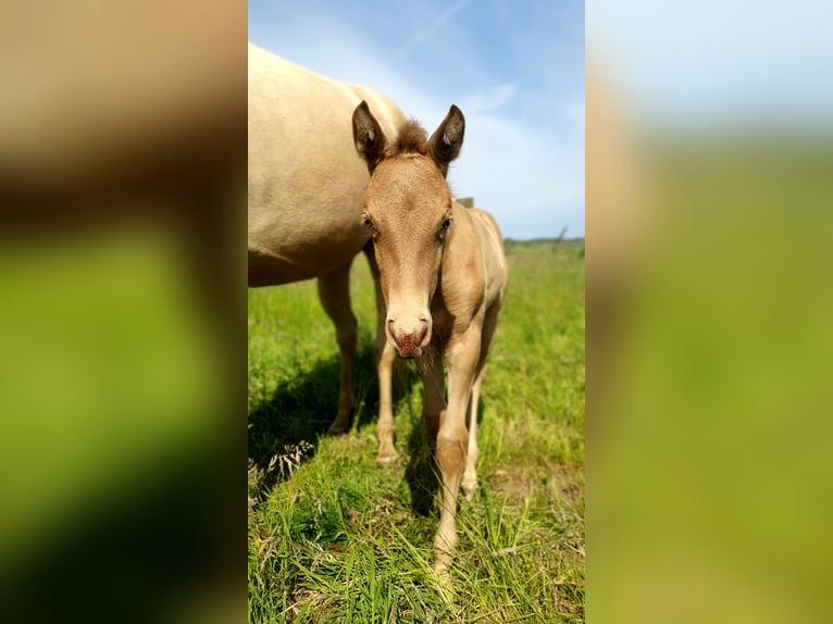 Aztèque Étalon Poulain (05/2026) Perle in Rödinghausen