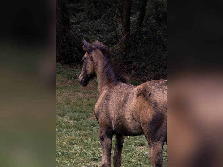Aztèque Hongre 1 Année in Frontenaud