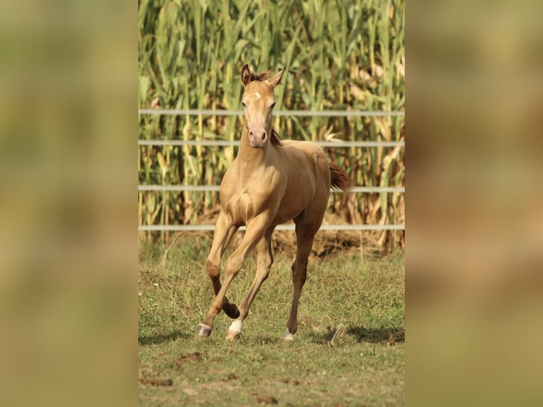 Aztèque Hongre 2 Ans 155 cm Champagne in Waldshut-Tiengen