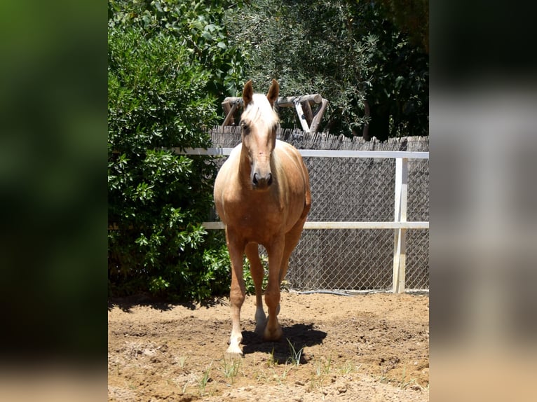 Aztèque Hongre 3 Ans 162 cm Perle in Lebrija