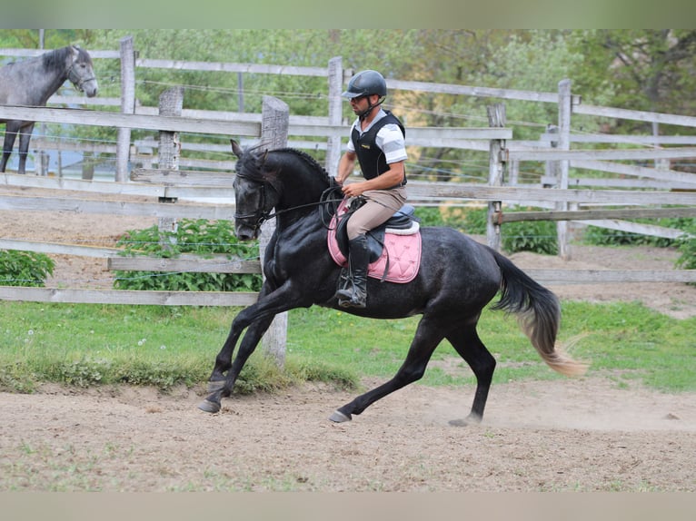 Aztèque Hongre 4 Ans 154 cm Noir in Kisbér Aztèque Hongre 4 Ans 154 cm Noir in Kisbér