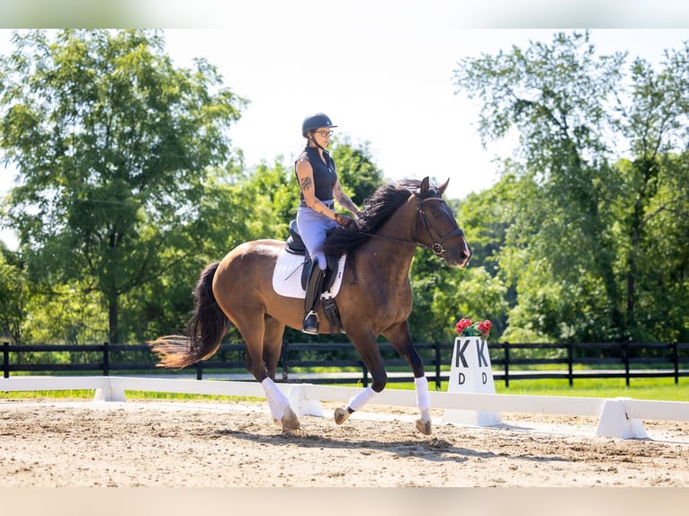 Aztèque Hongre 4 Ans Bai cerise in Michigan City
