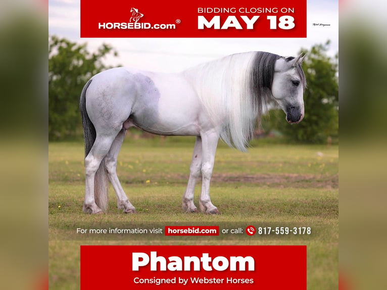 Aztèque Hongre 7 Ans Gris in Ponder