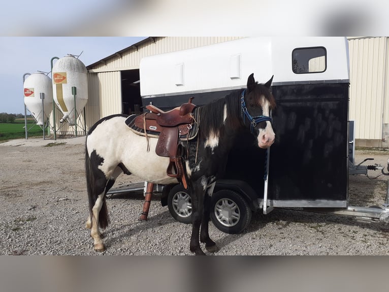 Aztèque Hongre 9 Ans 155 cm Overo-toutes couleurs in Le chateley