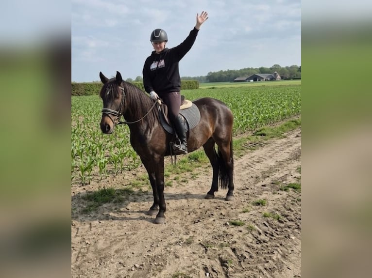 Aztèque Croisé Jument 11 Ans 160 cm Bai in Nettetal