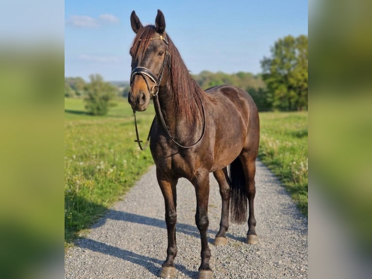 Aztèque Croisé Jument 11 Ans 160 cm Bai in Nettetal