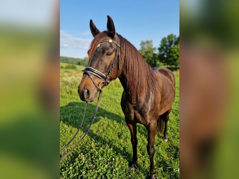 Aztèque Croisé Jument 13 Ans 160 cm Bai in Nettetal