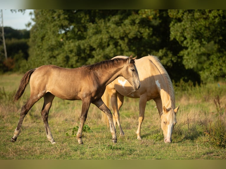 Aztèque Jument 1 Année 162 cm Buckskin in Rödinghausen