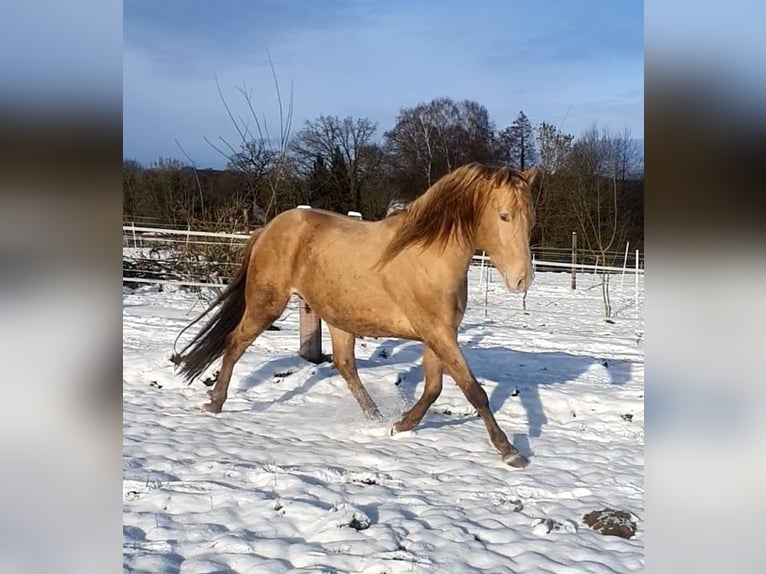 Aztèque Jument 1 Année 162 cm Buckskin in Rödinghausen
