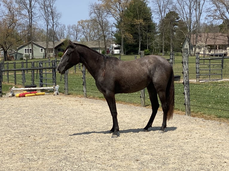 Aztèque Jument 2 Ans 152 cm Gris pommelé in Crossville