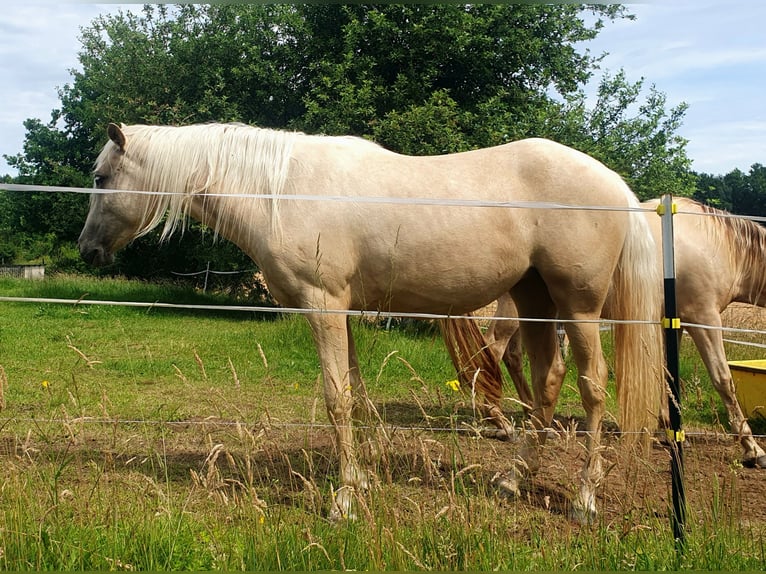 Aztèque Jument 2 Ans 158 cm Palomino in Rödinghausen
