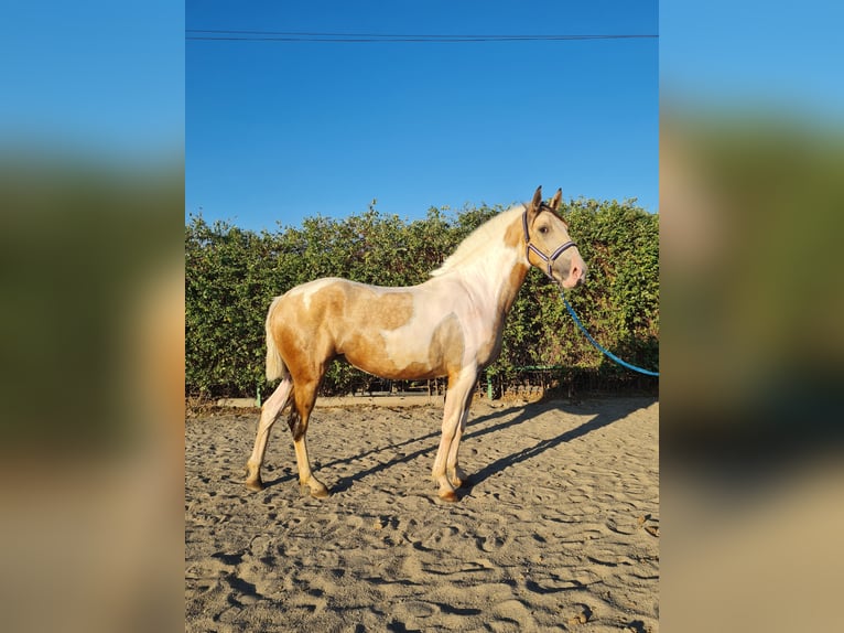 Aztèque Croisé Jument 3 Ans 152 cm Pinto in Parque Corredor Del Henares (Mercado)