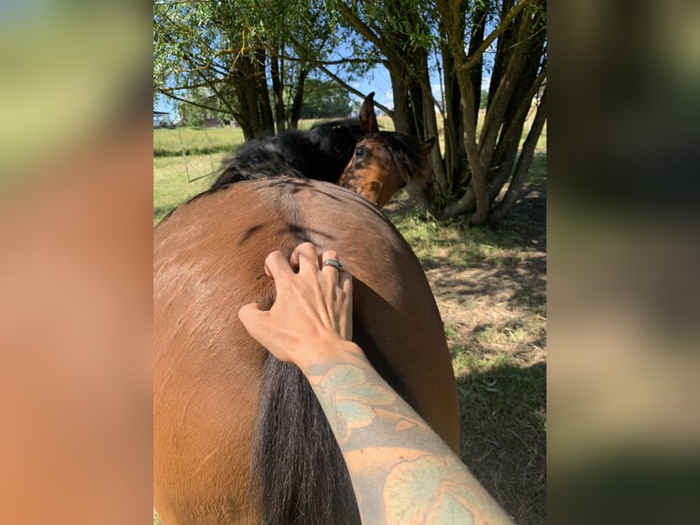 Aztèque Jument 3 Ans 155 cm Buckskin in Unterwürschnitz