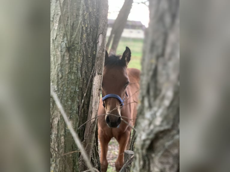Aztèque Jument 3 Ans 155 cm Buckskin in Unterwürschnitz