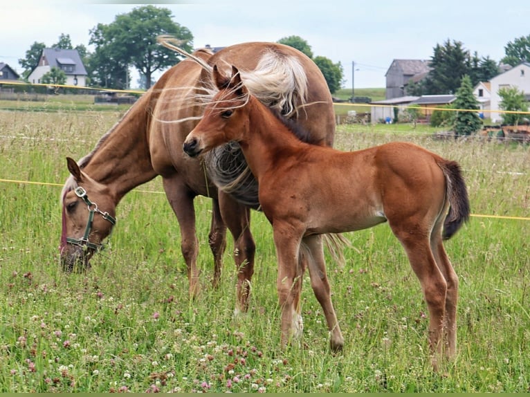 Aztèque Jument 3 Ans 155 cm Buckskin in Unterwürschnitz