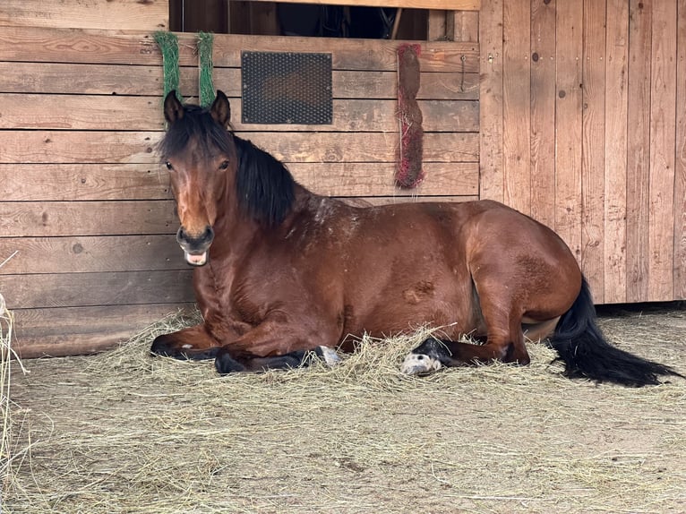 Aztèque Jument 3 Ans 155 cm Buckskin in Unterwürschnitz