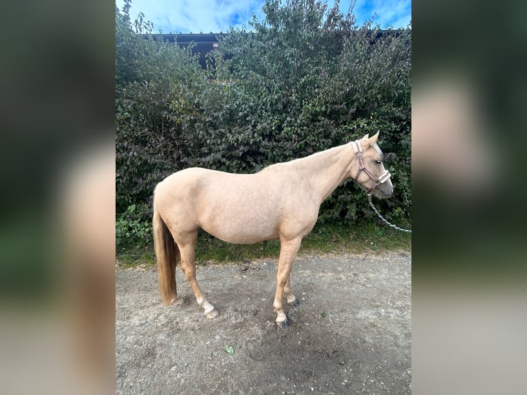 Aztèque Jument 4 Ans 145 cm Palomino in Neumarkt-Sankt Veit