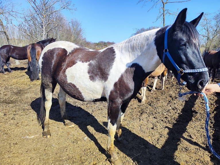 Aztèque Croisé Jument 5 Ans 150 cm Pinto in Groß Kreutz