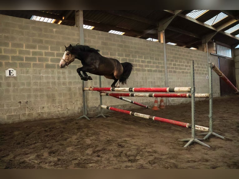 B - macho de l’Otri Connemara Stallion Bay-Dark in Agimont