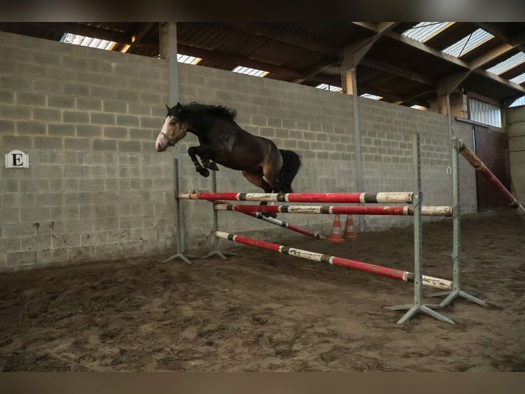 B - macho de l’Otri Connemara Stallion Bay-Dark in Agimont