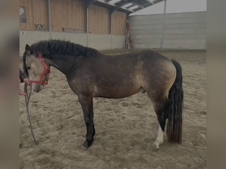 B - macho de l’Otri Connemara Stallion Bay-Dark in Agimont