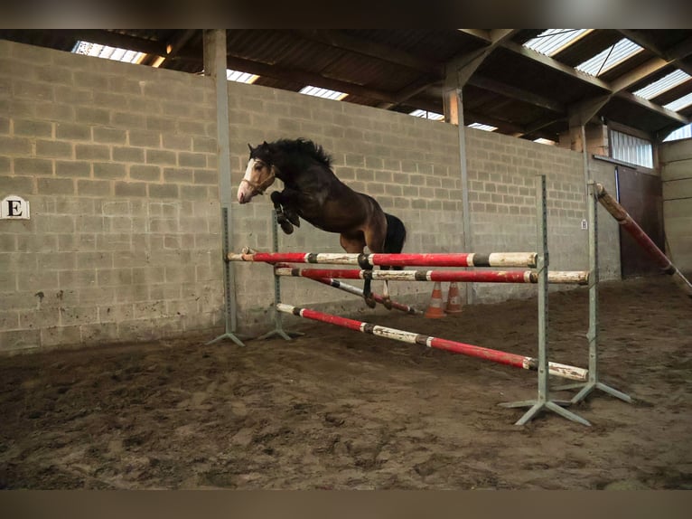 B - macho de l’Otri Connemara Stallion Bay-Dark in Agimont