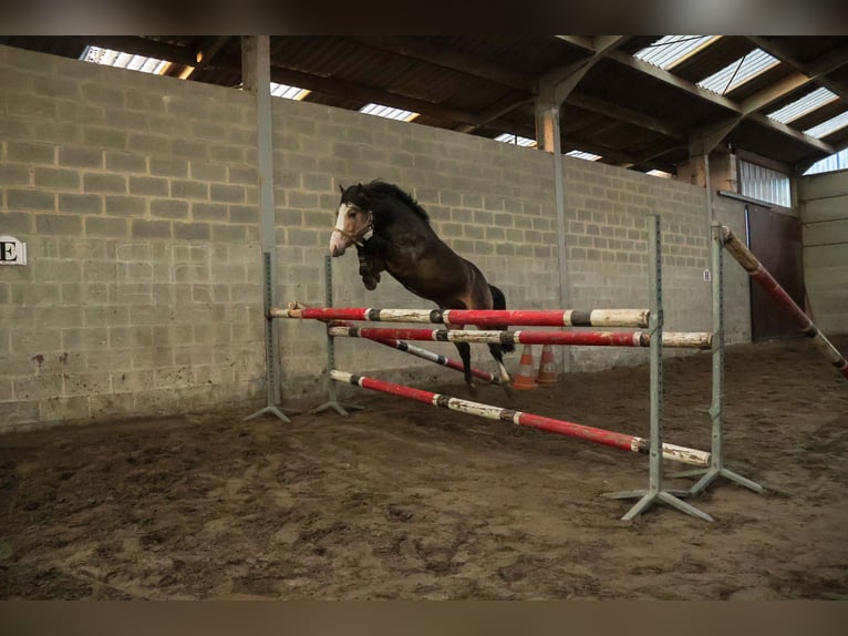 B - macho de l’Otri Connemara Stallion Bay-Dark in Agimont