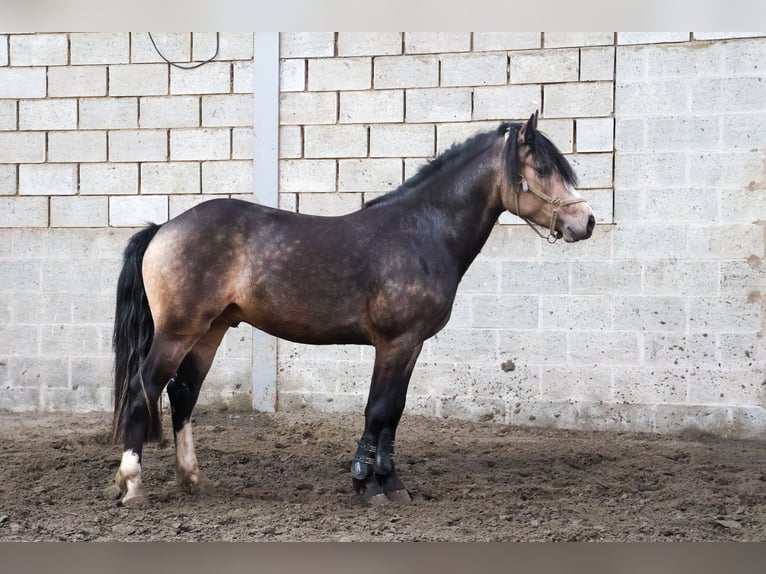 B - macho de l’Otri Connemara Stallion Bay-Dark in Agimont