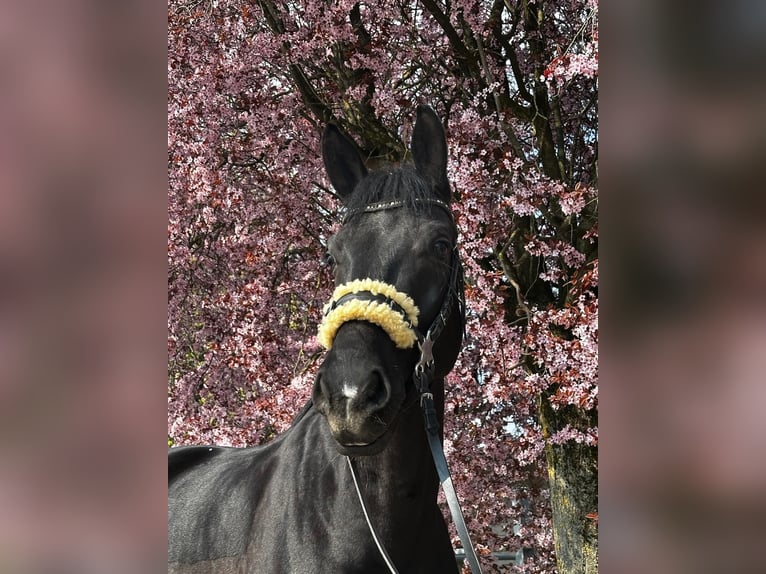 Baden Wuerttemberg Gelding 10 years 16.1 hh  in Buggingen