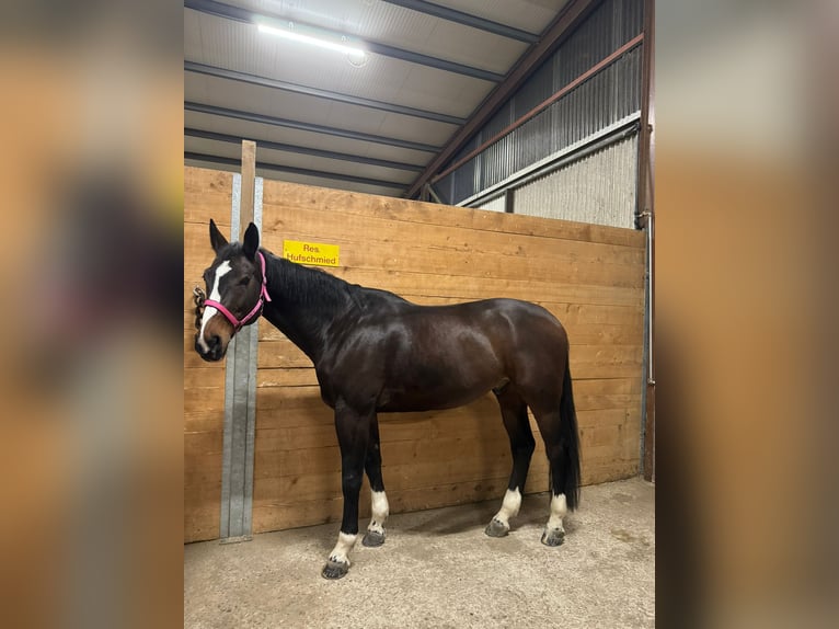 Baden Wuerttemberg Gelding 10 years 16,2 hh Bay-Dark in Buchs ZH