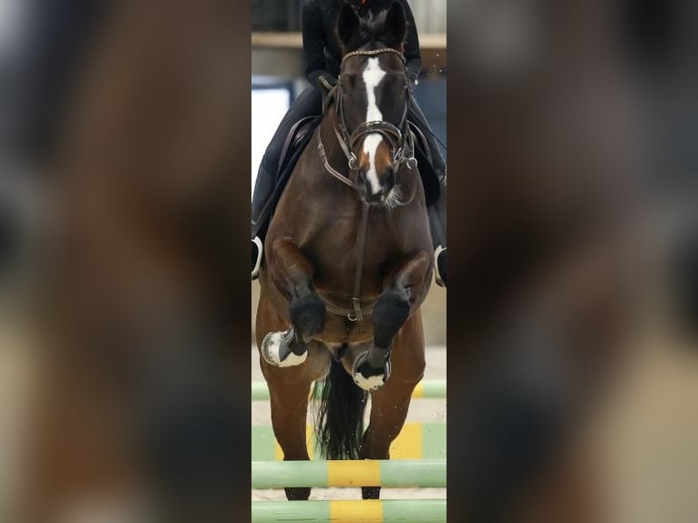 Baden Wuerttemberg Gelding 10 years 16,2 hh Bay-Dark in Buchs ZH