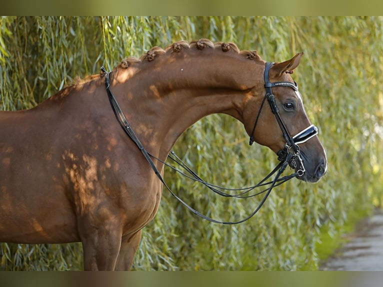 Baden Wuerttemberg Gelding 10 years 16,2 hh Chestnut-Red in Oostwoud