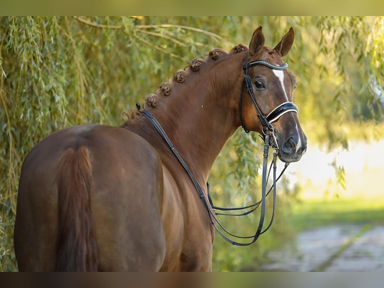 Baden Wuerttemberg Gelding 10 years 16,2 hh Chestnut-Red in Oostwoud