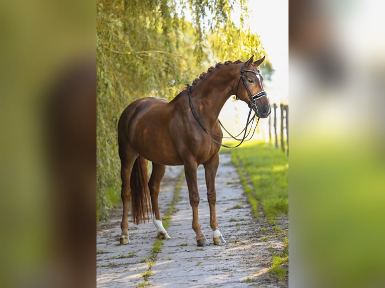 Baden Wuerttemberg Gelding 10 years 16,2 hh Chestnut-Red in Oostwoud