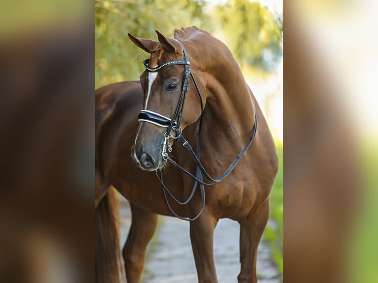 Baden Wuerttemberg Gelding 10 years 16,2 hh Chestnut-Red in Oostwoud