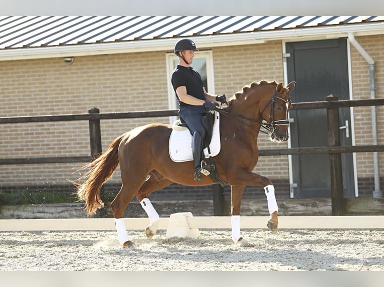 Baden Wuerttemberg Gelding 10 years 16,2 hh Chestnut-Red in Oostwoud