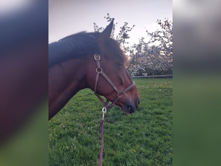 Baden Wuerttemberg Gelding 10 years 16 hh Brown in Schwäbisch Hall