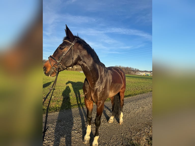 Baden Wuerttemberg Gelding 10 years 17,1 hh Bay-Dark in Buchs ZH