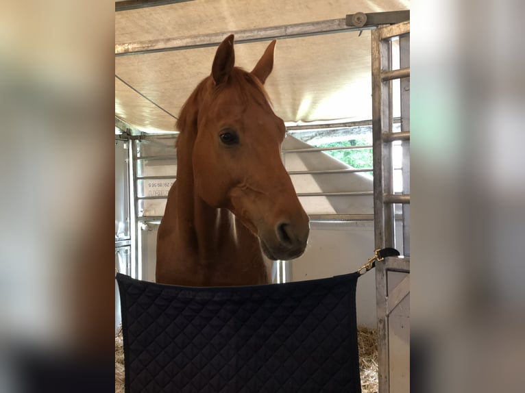 Baden Wuerttemberg Gelding 11 years 16,2 hh Chestnut-Red in Mössingen