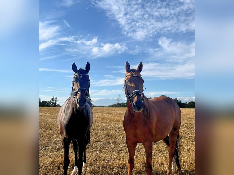 Baden Wuerttemberg Gelding 11 years 16 hh Chestnut-Red in Ellwangen (Jagst)