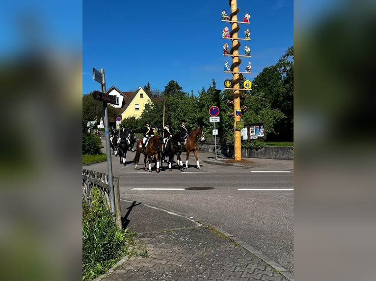 Baden Wuerttemberg Gelding 11 years 16 hh Chestnut-Red in Ellwangen (Jagst)