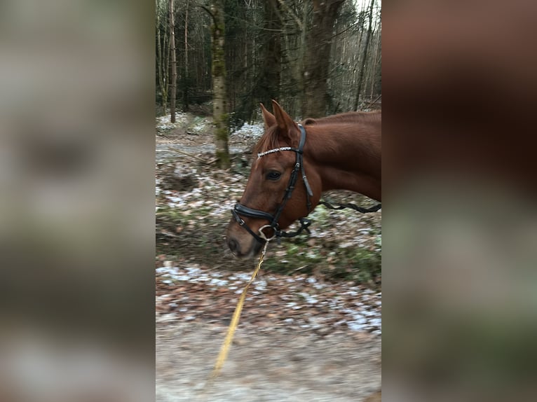 Baden Wuerttemberg Gelding 11 years 16 hh Chestnut-Red in Ellwangen (Jagst)