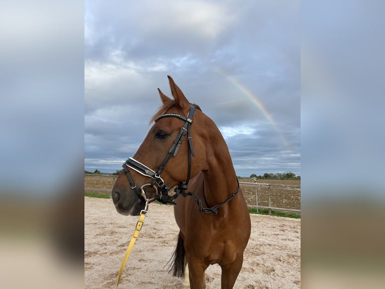 Baden Wuerttemberg Gelding 11 years 16 hh Chestnut-Red in Ellwangen (Jagst)