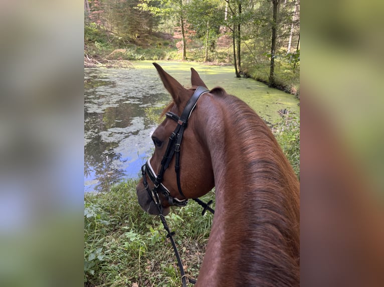 Baden Wuerttemberg Gelding 11 years 16 hh Chestnut-Red in Ellwangen (Jagst)